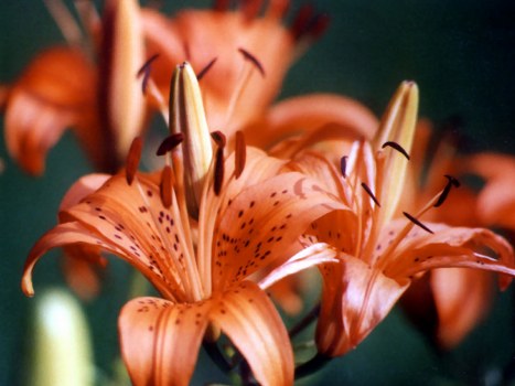 Professional florist arranging a personalized funeral bouquet
